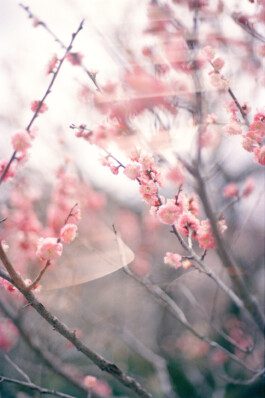 JULIA RUPPERT ←